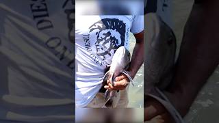 Snapper Fish Fishing in River fishing fishcatching fishingislife fishingvideo [upl. by Delamare]