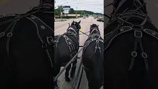 quotPercheron Draft Horses Take Over Townquotworkhorse kentucky percheron forsale viral draft [upl. by Acinet429]