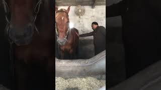 Orchitis in Horse treatment l Dr Mohsin Arshad [upl. by Gerrie331]