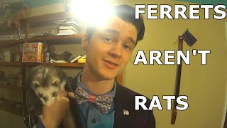 Ferrets Arent Rats General Overview [upl. by Nennerb728]