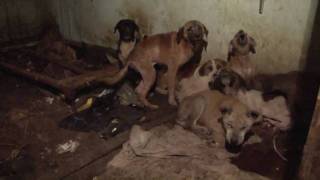 17 Dogs Rescued from Squalor [upl. by Osber]