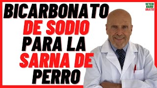 ❤️ BICARBONATO DE SODIO PARA LA SARNA DE PERRO ❤️ Mejor Remedio Casero para la Sarna en Caninos [upl. by Rellim]