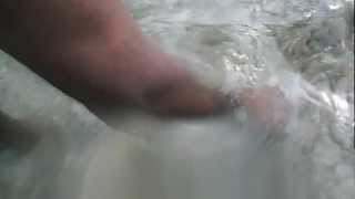 Finding a live WEST INDIAN CHANK in Coco Cay Bahamas January 82013 [upl. by Aremmat]