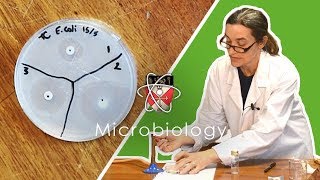 Microbiology  GCSE Science Required Practical Triple [upl. by Marty]