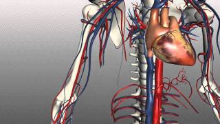 Veins of the body  PART 1  Anatomy Tutorial [upl. by Garrity]