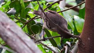 Calandria Grande  Mimus saturninus [upl. by Ydniw]