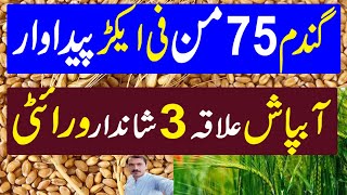 High Yield Production Wheat Variety  Wheat Farming in Pakistan  Kissan Pakistan [upl. by Rutter]