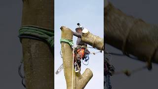 Negative rigging with Ben Connon and Charterhouse Tree Care rigging treework arborist arbortec [upl. by Idalia]