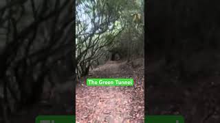 Rhododendron Grove Or Haunted Forest 🥾👻 appalachiantrail [upl. by Welsh]