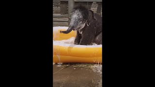 First bubble bath Baby elephant brothers test the waters [upl. by Colene]