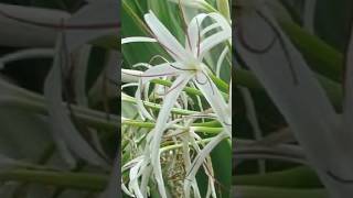 Grand crinum white lilly Mangrove lilly happygardening bulb flowers yt garden plants ytshort [upl. by Christenson]