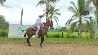 LOTE 92 Feria Equina 2 subasta Santa Clara [upl. by Ceciley518]