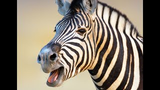 Zebra Sounds and Barking [upl. by Ydna]