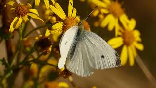 Butterflies seen at Pitsford Quarry Northants [upl. by Mosa]