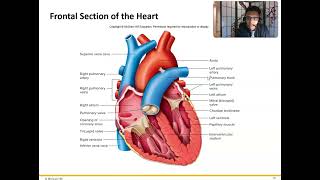 Ch 13 Blood Flow Through The Heart [upl. by Topliffe]