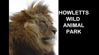 A Day Trip to Howletts Wild Animal Park [upl. by Ahsika]