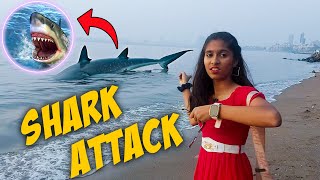 GIANT Shark Attack Near Beach  OMG Dangerous [upl. by Mordy392]