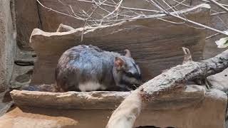 Plains viscacha [upl. by Ellehsor737]