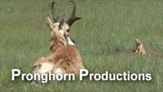 Pronghorn Antelope Stock Video Footagemov [upl. by Yecad707]