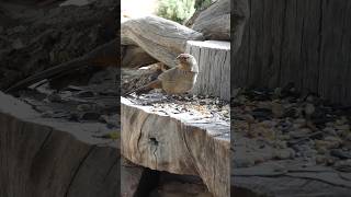 California Towhee🐦Woodpile Seed Treat californiatowhee [upl. by Humberto604]