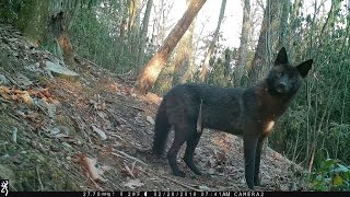 NC Wildlife Black coyote at my trail cam Hendersonville NC [upl. by Enyal568]