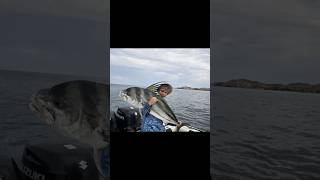 Giant Roosterfish captured in Cabo San Lucas Mexico [upl. by Sinned]