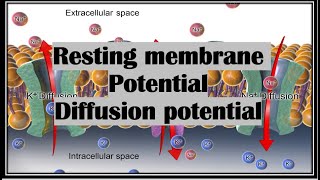 Resting membrane potential and diffusion potential شرح [upl. by Er]