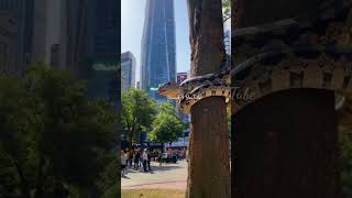 In the Middle of the City Python Snake Wrapped Around a Tree shorts youtubeshorts [upl. by Meeker393]