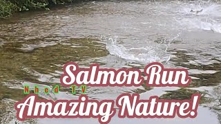 Salmon Run salmonrun nature fishing livestream [upl. by Delila777]