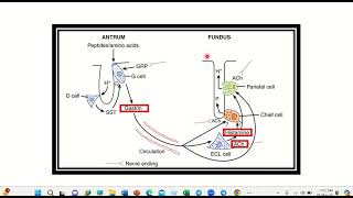 Hcl secretion increased by physiology MRCS question solve CRACK MRCS [upl. by Avitzur115]