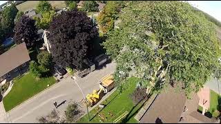 ABATTAGE 1 ORME 100 ANS🌿 Arborist  Élagueur 🌲🌳 DÉMONTAGE darbres à Québec arb crazy tree Qc [upl. by Airahcaz]