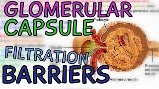 The Glomerular Capsule  Glomerulus  Filtration Barriers  Podocytes  Fenestrae [upl. by Concettina]