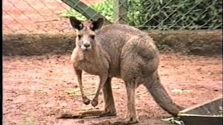 CANGURU MACROPUS GIGANTEUS EASTERN GREY KANGAROO Marsupiais ZOO de SÃO PAULO [upl. by Derby]