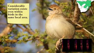 Rattling Cisticola [upl. by Lednew]