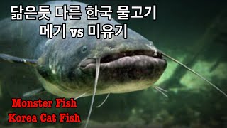 닮은듯 다른 한국 토종 물고기 메기 vs 미유기  Korea Monster Cat Fish Silurus asotus vs Silurus Microdorsalis [upl. by Ainat]