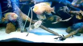 Monster Fight Clarias batrachus amp Vieja [upl. by Vigen]