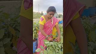 வெளில போயிட்டு வந்த உடனே மாடிக்கு போயாச்சு 🍆🍆🌾🌾🌷Santhiyas kitchen homegardening [upl. by Diantha]