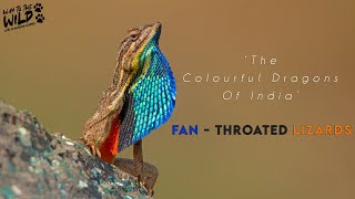 The Colourful Dragons of India  Fan Throated Lizards  Way To The Wild with Mayuresh Hendre [upl. by Kravits382]