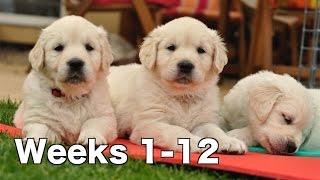 Golden Retriever Puppy Dogs Growing Weeks 112 [upl. by Arndt]