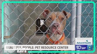 Hillsboroughs Pet Resource Center over capacity after hurricanes [upl. by Eitsyrc]