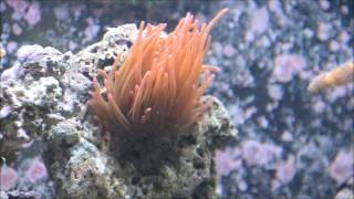 Feeding Silverside fish to Bubbletip Anemone [upl. by Drallim]