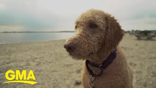 Labradoodle breeder says he created a monster  GMA [upl. by Hgieleak]