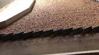 Cleaning Spring Beans  Gravity Table [upl. by Ailuj79]