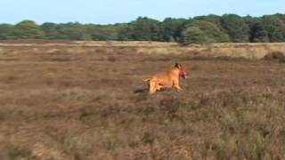 Rhodesian Ridgeback as Lone Hunter [upl. by Stefan]