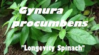 Gynura procumbens quotLongevity Spinachquot NOT Ashitaba [upl. by Atikir]