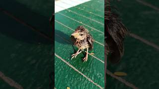 Rescue this poor bird on the road 😞🐥 birds nature naturelovers shortvideo shorts [upl. by Zela741]