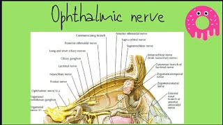 Ophthalmic nerve شرح [upl. by Howe]