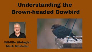 Brownheaded Cowbird Song and Call [upl. by Hinch734]