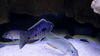 Copadichromis Mloto trewavasae Ivory Lupingu Wild juvenile 20140302 [upl. by Vharat]