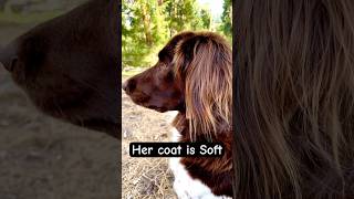 Small Munsterlander Pointer Coat characteristics  Coat characteristics in hunting dogs [upl. by Yrolam902]